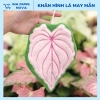 Khăn Lau Tay Hình Lá May Mắn - Microfiber thấm hút nhanh, kháng khuẩn không mùi, trang trí nhà cửa, chỉ 29.900₫ 6