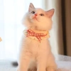 Khăn quàng nơ mèo phong cách Nhật Bản - Vòng cổ dệt kim cho Ragdoll Devon, 93.084 VND