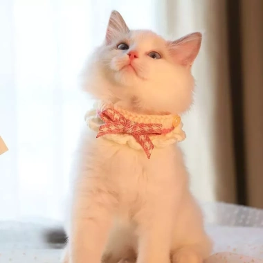 Khăn quàng nơ mèo phong cách Nhật Bản - Vòng cổ dệt kim cho Ragdoll Devon, 93.084 VND