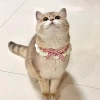 Khăn quàng nơ mèo phong cách Nhật Bản - Vòng cổ dệt kim cho Ragdoll Devon, 93.084 VND 4