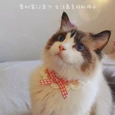 Khăn quàng nơ mèo phong cách Nhật Bản - Vòng cổ dệt kim cho Ragdoll Devon, 93.084 VND