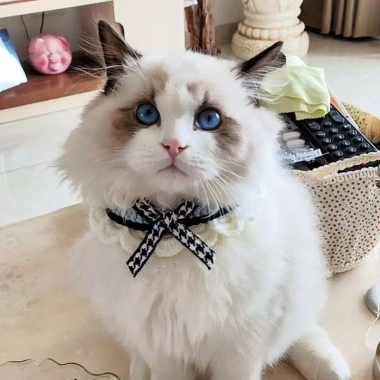 Khăn quàng nơ mèo phong cách Nhật Bản - Vòng cổ dệt kim cho Ragdoll Devon, 93.084 VND