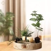 Khay Gỗ Tròn Đĩa Trái Cây, Đựng Nến, Trang Trí Phòng Khách Giá 321.200đ 5