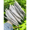 Khô cá trạch đồng loại vừa 500g - Dakydo An Giang, giá ưu đãi 129k, ăn là ghiền