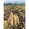 Khoai Lang Thanh An Bở Thơm - Đặc sản Điện Biên, Giá chỉ 33.000 dong (Giảm từ 41.910 dong) 2