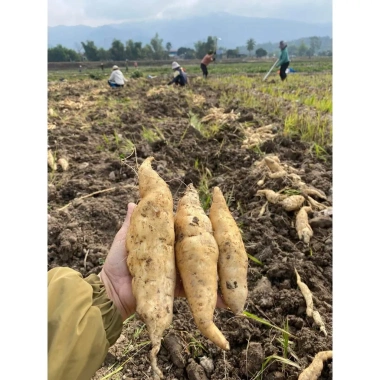 Khoai Lang Thanh An Bở Thơm - Đặc sản Điện Biên, Giá chỉ 33.000 dong (Giảm từ 41.910 dong)