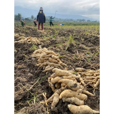 Khoai Lang Thanh An Bở Thơm - Đặc sản Điện Biên, Giá chỉ 33.000 dong (Giảm từ 41.910 dong) 3 Khoai Lang Thanh An Bở Thơm - Đặc sản Điện Biên, Giá chỉ 33.000 dong (Giảm từ 41.910 dong) 3