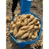 Khoai Lang Thanh An Bở Thơm - Đặc sản Điện Biên, Giá chỉ 33.000 dong (Giảm từ 41.910 dong) 4