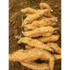 Khoai Lang Thanh An Bở Thơm - Đặc sản Điện Biên, Giá chỉ 33.000 dong (Giảm từ 41.910 dong) 8