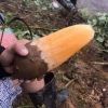 Khoai sâm đất 1kg - Giá 30.000đ giảm từ 37.800, tươi ngon, giàu dinh dưỡng