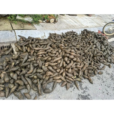 Khoai sâm Sìn Hồ tươi ngon giảm giá đặc biệt 99.000đ chất lượng cao bổ dưỡng cho sức khỏe 3