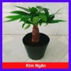 Kim Ngân Phong Thủy Nhỏ Để Bàn 20-30cm Giá Ưu Đãi 39.000 - Mang Tài Lộc May Mắn
