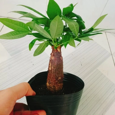 Kim Ngân Phong Thủy Nhỏ Để Bàn 20-30cm Giá Ưu Đãi 39.000 - Mang Tài Lộc May Mắn 3