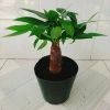 Kim Ngân Phong Thủy Nhỏ Để Bàn 20-30cm Giá Ưu Đãi 39.000 - Mang Tài Lộc May Mắn 4