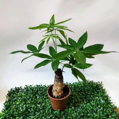 Kim Ngân Phong Thủy Nhỏ Để Bàn 20-30cm Giá Ưu Đãi 39.000 - Mang Tài Lộc May Mắn 5