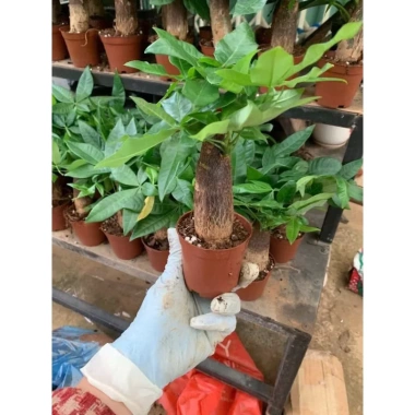 Kim Ngân Phong Thủy Nhỏ Để Bàn 20-30cm Giá Ưu Đãi 39.000 - Mang Tài Lộc May Mắn 6