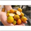 Kim quất ngọt 1kg - Quất tắc ngọt, giá chỉ 85.000đ (giảm từ 110.500đ)