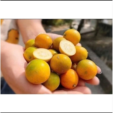 Kim quất ngọt 1kg - Quất tắc ngọt, giá chỉ 85.000đ (giảm từ 110.500đ) Kim quất ngọt 1kg - Quất tắc ngọt, giá chỉ 85.000đ (giảm từ 110.500đ)