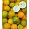 Kim quất ngọt 1kg - Quất tắc ngọt, giá chỉ 85.000đ (giảm từ 110.500đ) 2