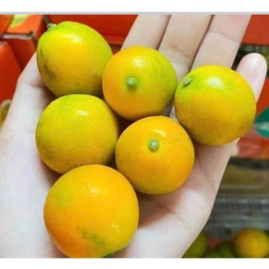 Kim quất ngọt 1kg - Quất tắc ngọt, giá chỉ 85.000đ (giảm từ 110.500đ) 3