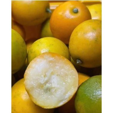 Kim quất ngọt 1kg - Quất tắc ngọt, giá chỉ 85.000đ (giảm từ 110.500đ) 6