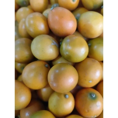 Kim quất ngọt 1kg - Quất tắc ngọt, giá chỉ 85.000đ (giảm từ 110.500đ) 7