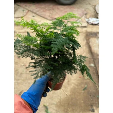 Kim Thuỷ Tùng - Cây cảnh nội thất xanh mát, giảm giá 58k, giá gốc 73.660, dễ chăm sóc, thanh lọc không khí
