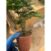 Kim Thuỷ Tùng - Cây cảnh nội thất xanh mát, giảm giá 58k, giá gốc 73.660, dễ chăm sóc, thanh lọc không khí 3