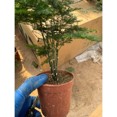 Kim Thuỷ Tùng - Cây cảnh nội thất xanh mát, giảm giá 58k, giá gốc 73.660, dễ chăm sóc, thanh lọc không khí