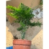 Kim Thuỷ Tùng - Cây cảnh nội thất xanh mát, giảm giá 58k, giá gốc 73.660, dễ chăm sóc, thanh lọc không khí 4