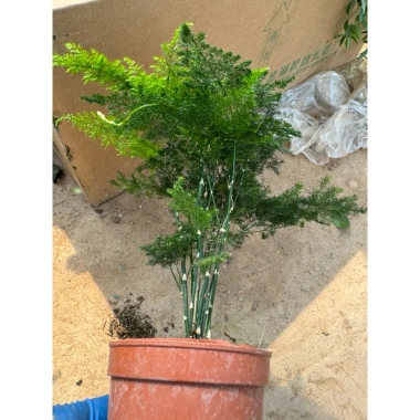 Kim Thuỷ Tùng - Cây cảnh nội thất xanh mát, giảm giá 58k, giá gốc 73.660, dễ chăm sóc, thanh lọc không khí 4 Kim Thuỷ Tùng - Cây cảnh nội thất xanh mát, giảm giá 58k, giá gốc 73.660, dễ chăm sóc, thanh lọc không khí 4