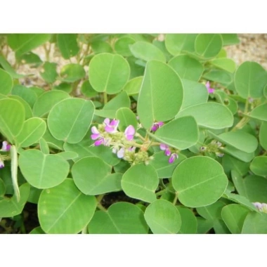 Kim tiền thảo 1kg - Thảo dược giảm cân, hỗ trợ tiêu hoá, giá 82.000₫, giá gốc 99.220₫