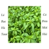 Lá Bạc Hà Tươi Nhật Bản 500gr - Giảm Giá Còn 90.000đ Thay Vì 109.800đ, Mua Ngay 2