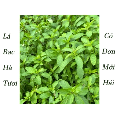 Lá Bạc Hà Tươi Nhật Bản 500gr - Giảm Giá Còn 90.000đ Thay Vì 109.800đ, Mua Ngay 2 Lá Bạc Hà Tươi Nhật Bản 500gr - Giảm Giá Còn 90.000đ Thay Vì 109.800đ, Mua Ngay 2