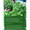 Lá Bạc Hà Tươi Nhật Bản 500gr - Giảm Giá Còn 90.000đ Thay Vì 109.800đ, Mua Ngay 3