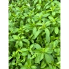 Lá Bạc Hà Tươi Nhật Bản 500gr - Giảm Giá Còn 90.000đ Thay Vì 109.800đ, Mua Ngay 4