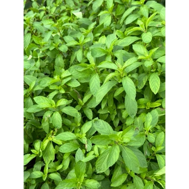 Lá Bạc Hà Tươi Nhật Bản 500gr - Giảm Giá Còn 90.000đ Thay Vì 109.800đ, Mua Ngay 4 Lá Bạc Hà Tươi Nhật Bản 500gr - Giảm Giá Còn 90.000đ Thay Vì 109.800đ, Mua Ngay 4