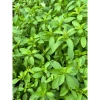 Lá Bạc Hà Tươi Nhật Bản 500gr - Giảm Giá Còn 90.000đ Thay Vì 109.800đ, Mua Ngay 5
