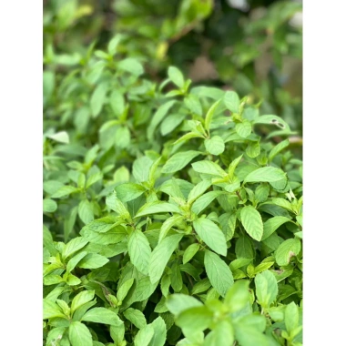 Lá Bạc Hà Tươi Nhật Bản 500gr - Giảm Giá Còn 90.000đ Thay Vì 109.800đ, Mua Ngay 6 Lá Bạc Hà Tươi Nhật Bản 500gr - Giảm Giá Còn 90.000đ Thay Vì 109.800đ, Mua Ngay 6