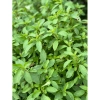 Lá Bạc Hà Tươi Nhật Bản 500gr - Giảm Giá Còn 90.000đ Thay Vì 109.800đ, Mua Ngay 7