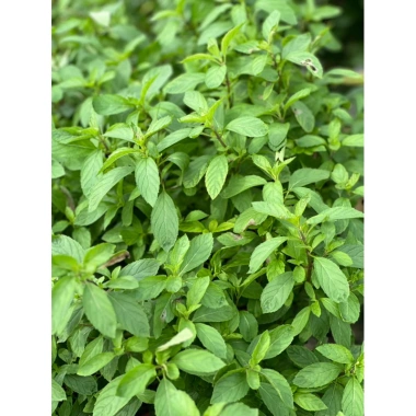 Lá Bạc Hà Tươi Nhật Bản 500gr - Giảm Giá Còn 90.000đ Thay Vì 109.800đ, Mua Ngay 8 Lá Bạc Hà Tươi Nhật Bản 500gr - Giảm Giá Còn 90.000đ Thay Vì 109.800đ, Mua Ngay 8
