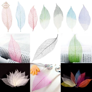 Lá bộ xương ép khô thật đẹp, đầy màu sắc - Lá mộc lan tự nhiên, giá chỉ 57.200₫