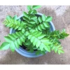Lá Cà ri tươi 100g - Giá chỉ 20.000 VND, hương thơm nguyên chất, vị cho món ăn Việt