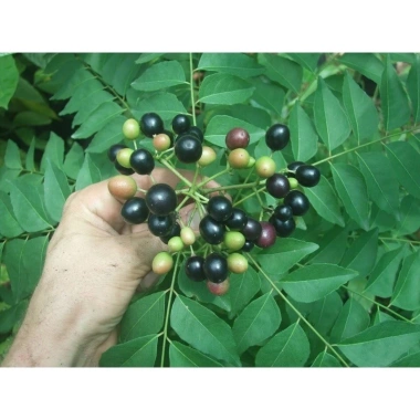 Lá Cà Ri Tươi 500g - Ngon, Dễ Dùng cho Cà Ri Bò, Kho Bò, Gà - Giá 55.000đ 3