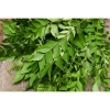 Lá cà ri tươi Hỏa tốc 3h giảm giá 25k Fresh Curry Leaves hương vị thơm ngon