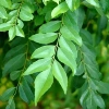 Lá cà ri tươi Hỏa tốc 3h giảm giá 25k Fresh Curry Leaves hương vị thơm ngon 2