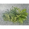 Lá cà ri tươi Hỏa tốc 3h giảm giá 25k Fresh Curry Leaves hương vị thơm ngon 3
