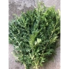 Lá cà ri tươi Hỏa tốc 3h giảm giá 25k Fresh Curry Leaves hương vị thơm ngon 4