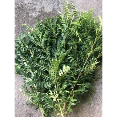 Lá cà ri tươi Hỏa tốc 3h giảm giá 25k Fresh Curry Leaves hương vị thơm ngon 4