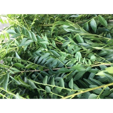 Lá cà ri tươi Hỏa tốc 3h giảm giá 25k Fresh Curry Leaves hương vị thơm ngon 5